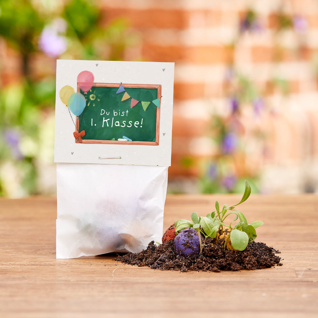 5 Blumenmurmeln im Tütchen zur Einschulung "Du bist 1. Klasse"