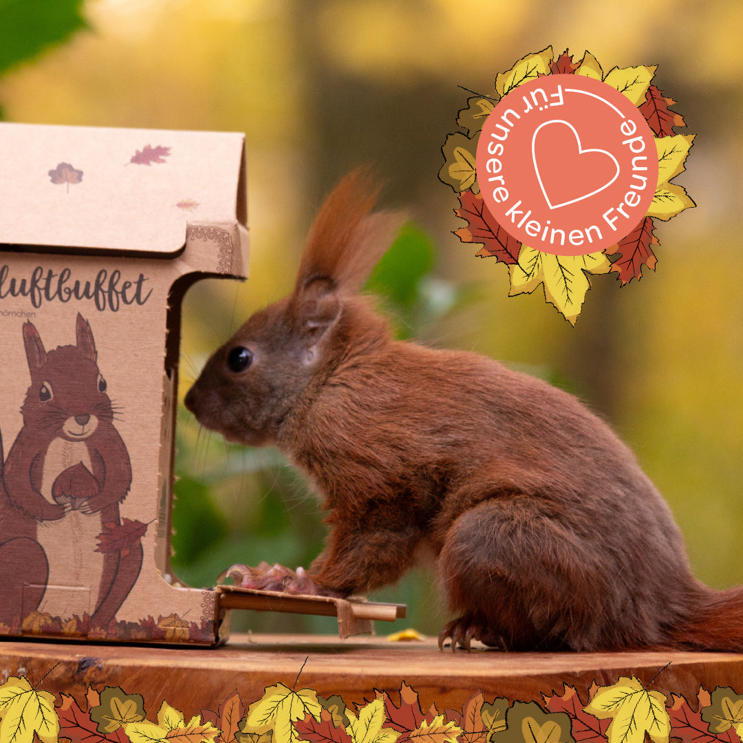 Freiluftbuffet für Eichhörnchen