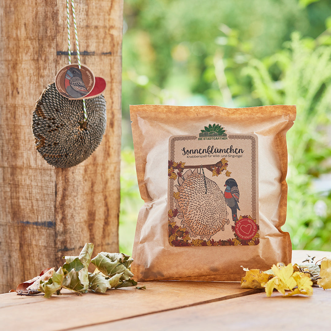Sonnenblümchen – Snack für Vögel