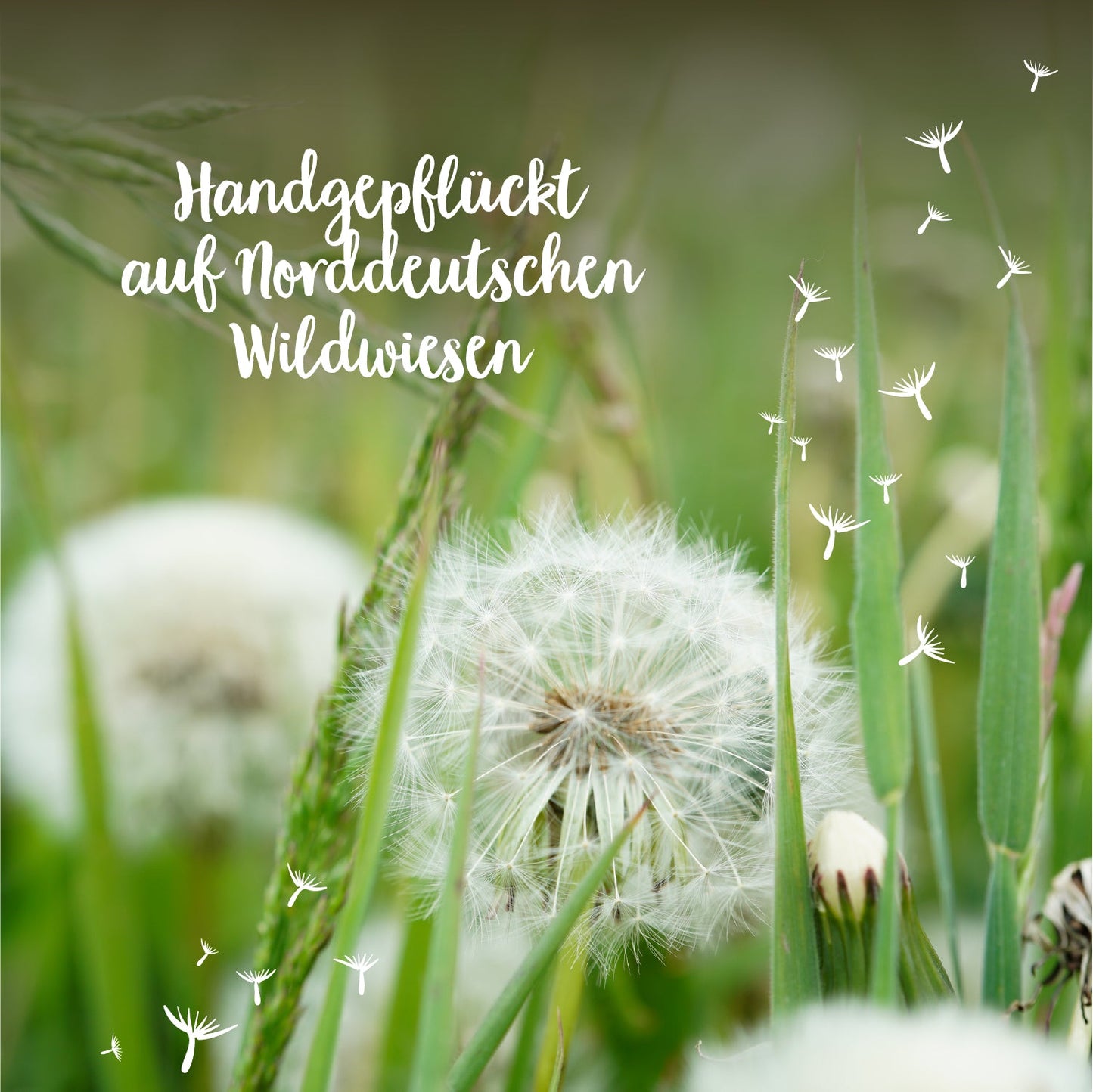 Wunscherfüller, mittel