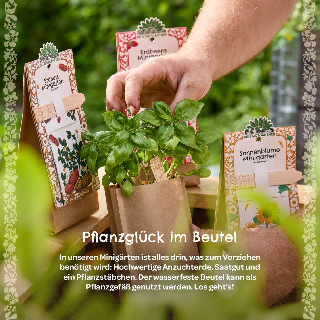 Anzuchtset – Minigarten Stockrose