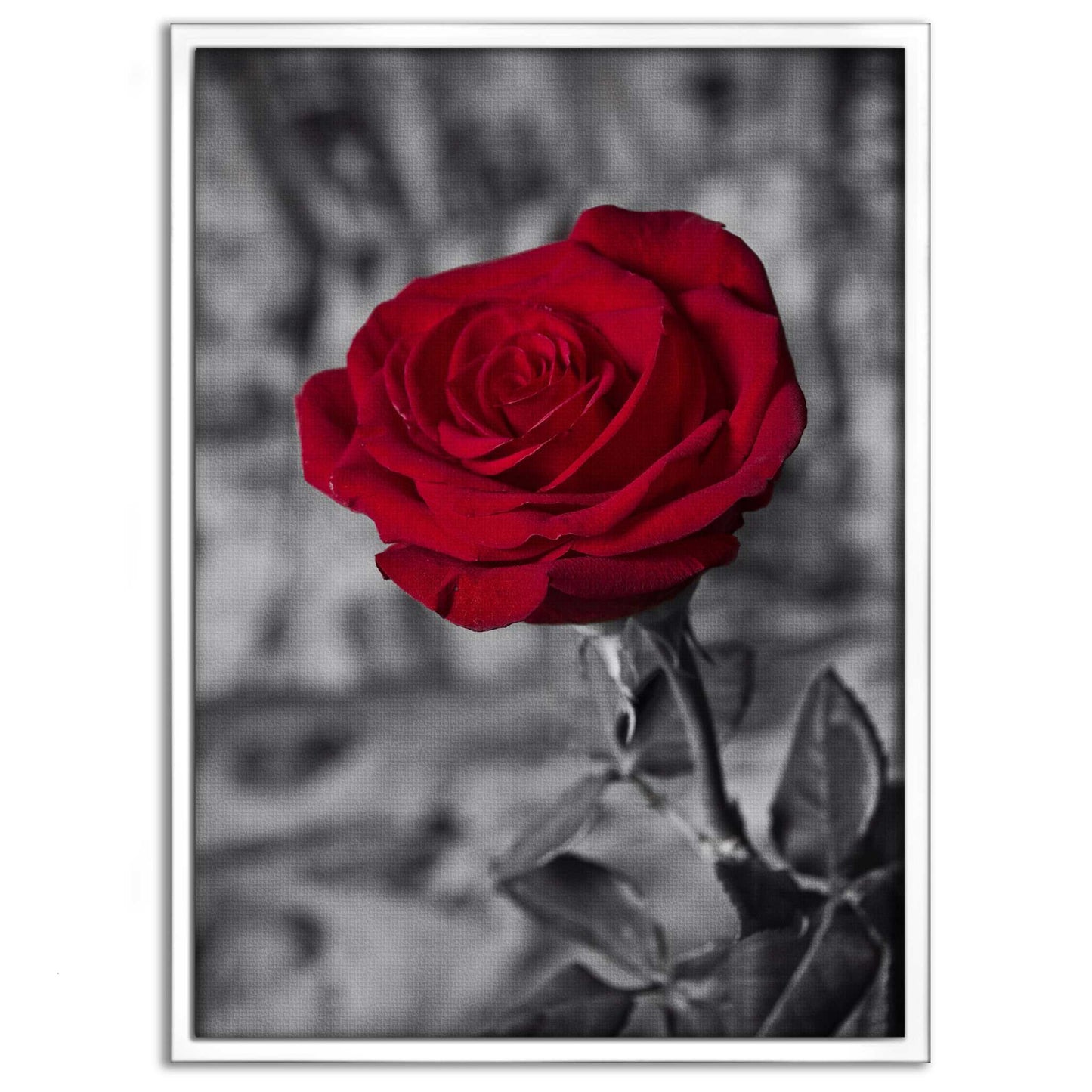 Red Rose - Leinwandbild Landschaft