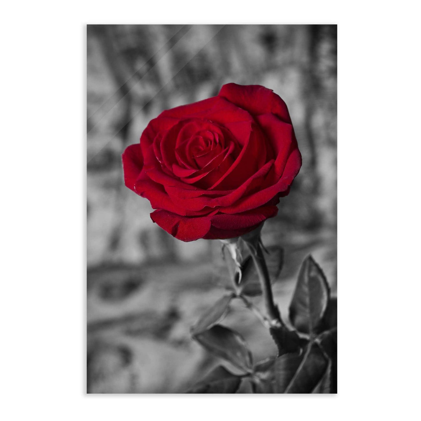 Red Rose - Leinwandbild Landschaft